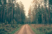 Blazing Trails: Getting Started With Off-Roading pexels-photo-52599